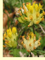 Язвенник многолистный (Anthyllis vulneraria L.) Язвенник многолистный (Anthyllis vulneraria L.)